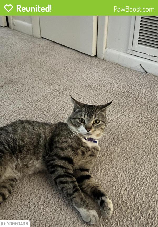 Reunited Male Cat last seen Seabury Ave, Webster, NY 14580