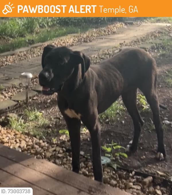 Found/Stray Male Dog last seen Taylor’s Gin Rd, Temple, GA 30179