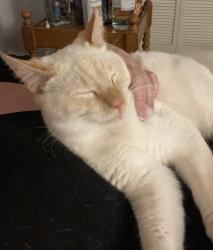 Lost Male Cat last seen Wrightstown and Pantano , Tucson, AZ 85715