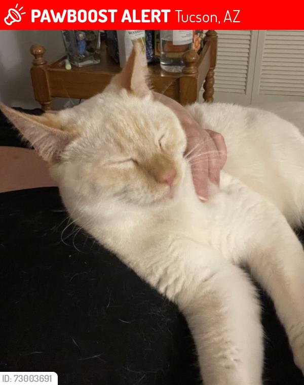Lost Male Cat last seen Wrightstown and Pantano , Tucson, AZ 85715