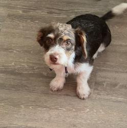 Found/Stray Male Dog last seen Queenston, Houston, TX 77095