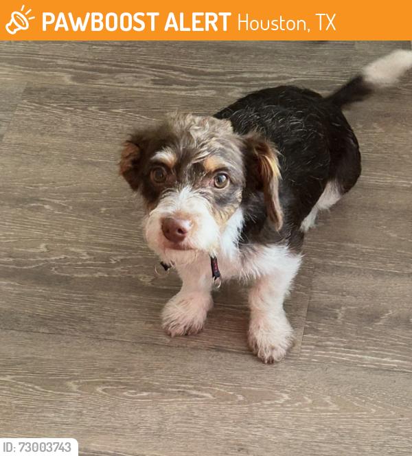 Found/Stray Male Dog last seen Queenston , Houston, TX 77095
