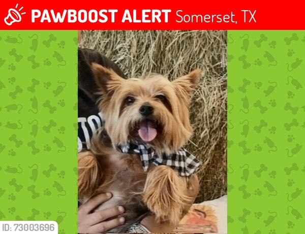 Lost Female Dog last seen Marbach and heickman road, Somerset, TX 78069