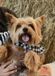 Lost Female Dog last seen Marbach and heickman road, Somerset, TX 78069