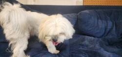 Found/Stray Male Dog last seen Springfield and Lee ln., Pearland, TX 77584