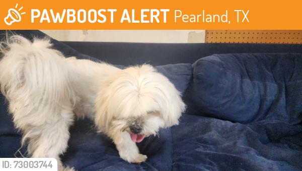 Found/Stray Male Dog last seen Springfield and Lee ln. , Pearland, TX 77584