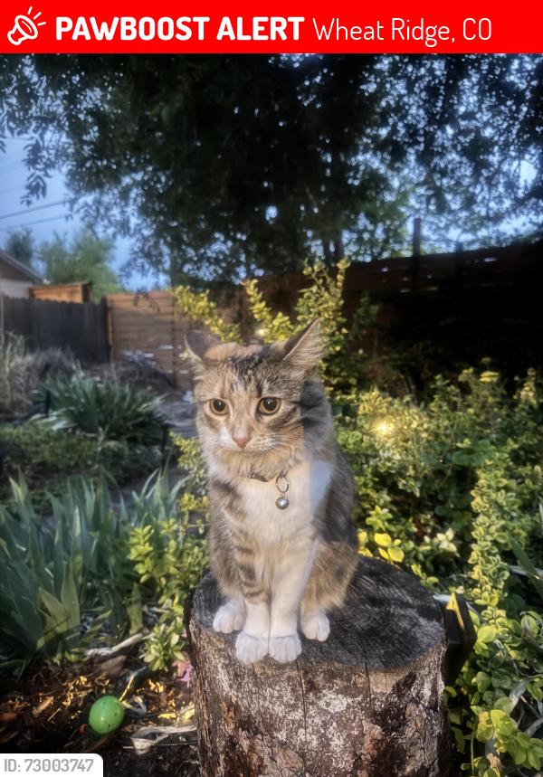 Lost Female Cat last seen Near & Ames , Wheat Ridge, CO 80212