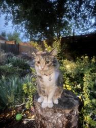 Lost Female Cat last seen Near & Ames , Wheat Ridge, CO 80212