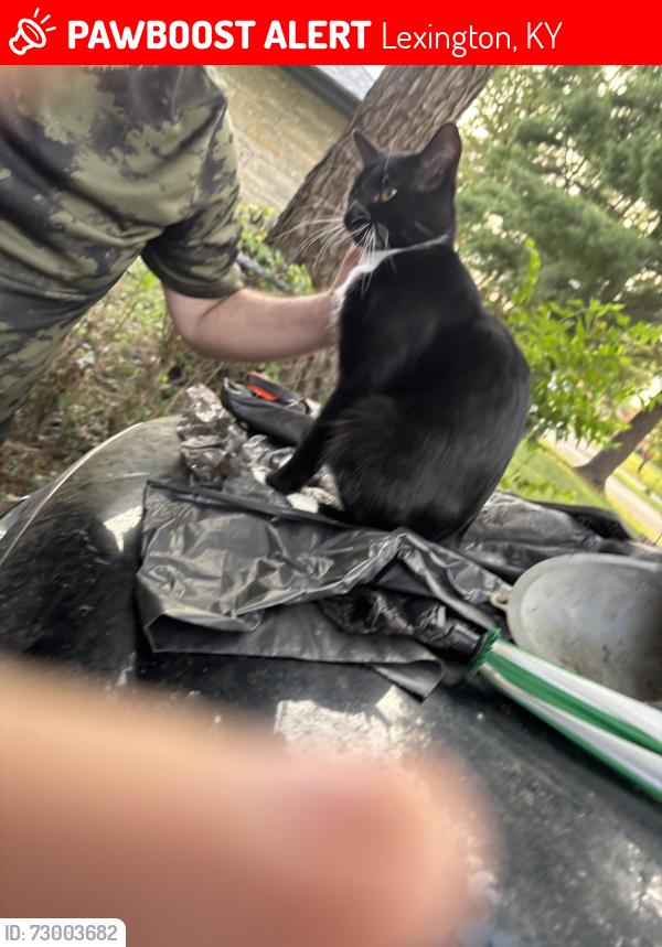 Lost Male Cat last seen Hi crest drive, Lexington, KY 40505