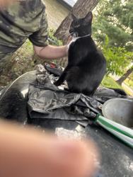 Lost Male Cat last seen Hi crest drive, Lexington, KY 40505