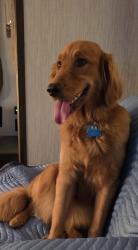 Lost Female Dog last seen Roundup Lake Campground, Mantua, OH 44255