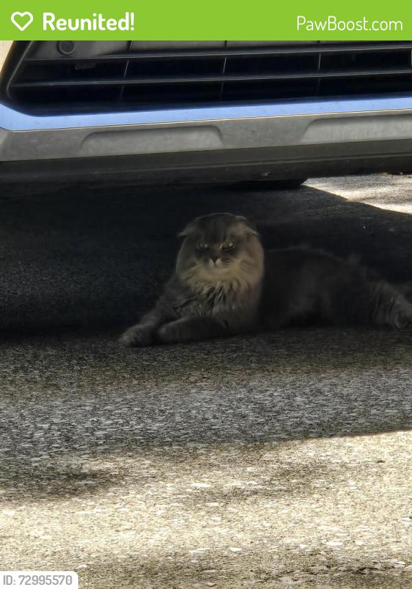 Reunited Female Cat last seen Near Fireside, Brunswick, OH 44212