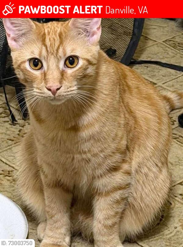 Lost Male Cat last seen Riverside drive, Danville, VA 24541