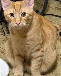 Lost Male Cat last seen Riverside drive, Danville, VA 24541