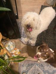 Reunited Female Dog last seen Midland ave, Charlotte, NC 28208