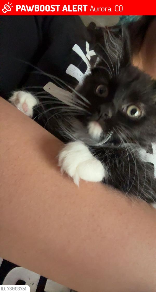 Lost Female Cat last seen Florida and Mississippi , Aurora, CO 80017