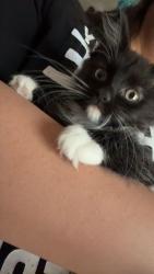 Lost Female Cat last seen Florida and Mississippi , Aurora, CO 80017