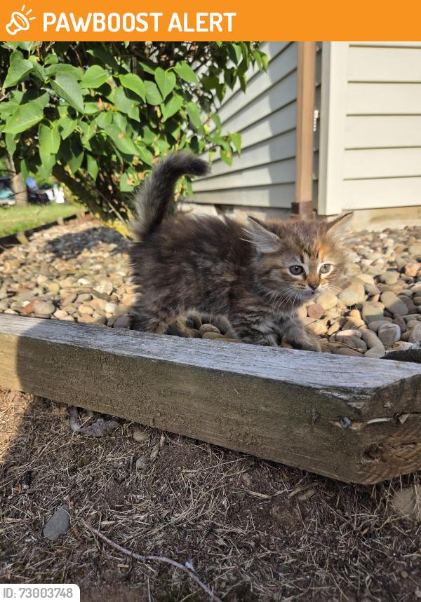Found/Stray Female Cat last seen Kenwood Ave and West Trindle Road, North Middleton Township, PA 17013