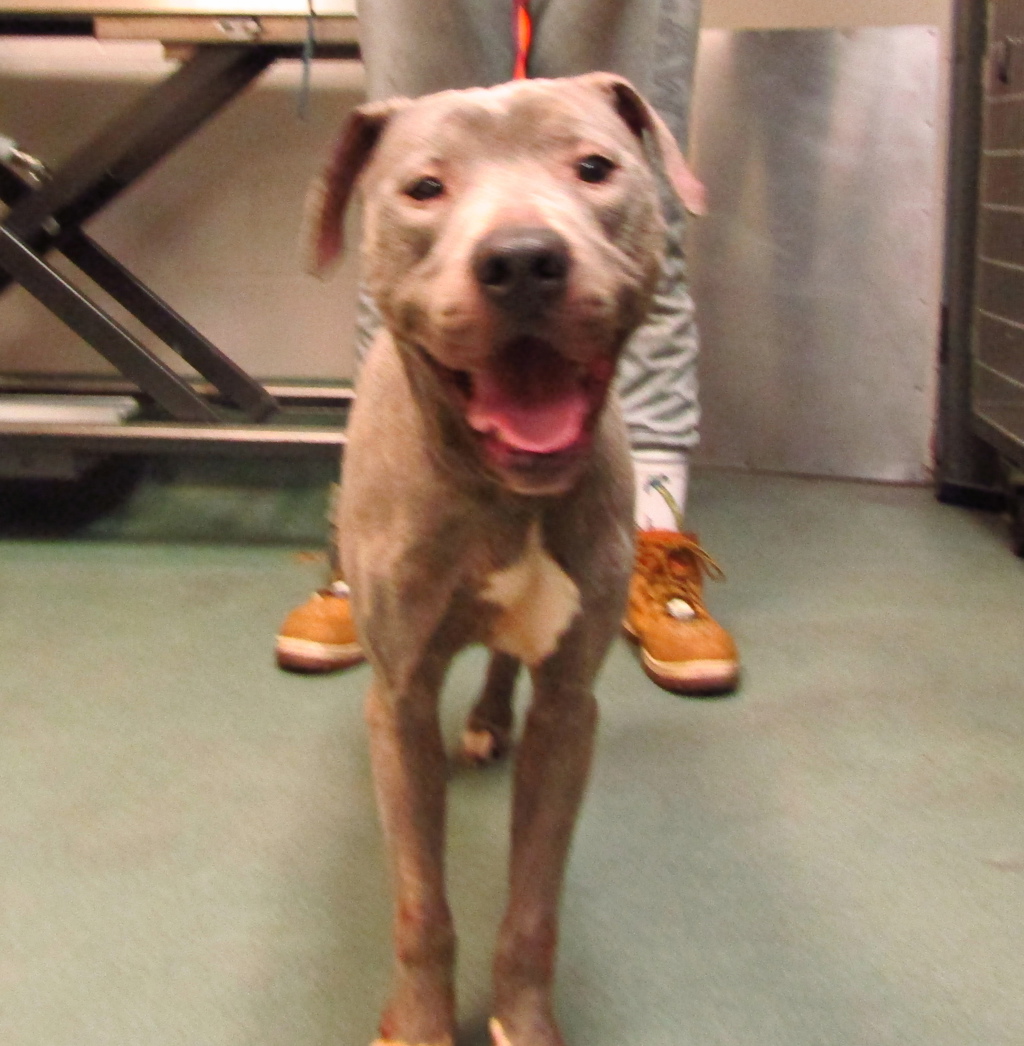 Shelter Stray Male Dog last seen Rock Quarry And Open Estuary, RALEIGH, NC, 27610, 820 Beacon Lake Dr, Raleigh, NC 27610, USA