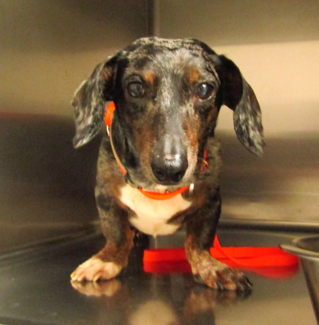 Shelter Stray Male Dog last seen Near Chavis Way, RALEIGH, NC, 27601, 820 Beacon Lake Dr, Raleigh, NC 27610, USA
