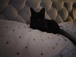 Reunited Male Cat last seen Floyd Road, Greater London, England SE7 8AN