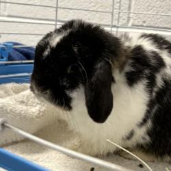 Shelter Stray Male Rabbit last seen Near S 440 E, MURRAY CITY, UT, 84107, 511 W 3900 S, Salt Lake City, UT 84123, USA