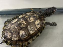 Shelter Stray Female Reptile last seen Near S Grant Street, Midvale, UT, 84047, 511 W 3900 S, Salt Lake City, UT 84123, USA