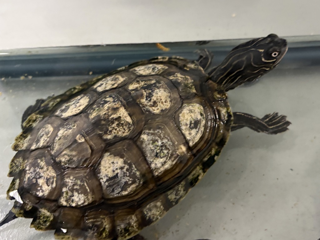 Shelter Stray Female Reptile last seen Near S Grant Street, Midvale, UT, 84047, 511 W 3900 S, Salt Lake City, UT 84123, USA