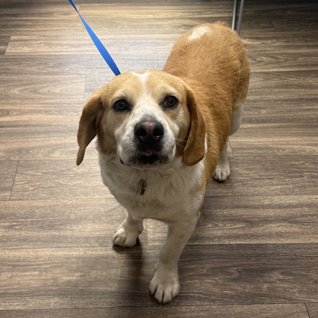 Shelter Stray Male Dog last seen Near National Avenue, San Diego, CA, 92113, 5500 Gaines St, San Diego, CA 92110, USA