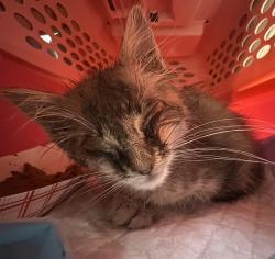 Shelter Stray Male Cat last seen Near 44th Street, San Diego, CA, 92113, 5500 Gaines St, San Diego, CA 92110, USA