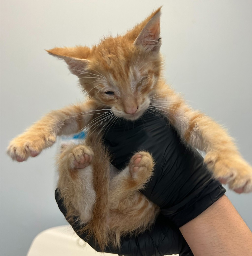 Shelter Stray Male Cat last seen found outside home, San Diego, CA, 92105, 5500 Gaines St, San Diego, CA 92110, USA