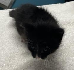 Shelter Stray Male Cat last seen E Mission Avenue, Escondido, CA, 92027, Escondido, CA 92027, USA