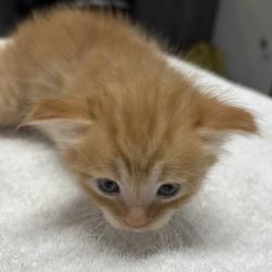 Shelter Stray Male Cat last seen E Mission Avenue, Escondido, CA, 92027, Escondido, CA 92027, USA