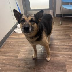 Shelter Stray Female Dog last seen Off of Kurtz Near the Canes, San Diego, CA, 92110, 5500 Gaines St, San Diego, CA 92110, USA