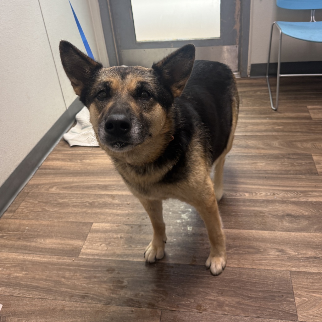 Shelter Stray Female Dog last seen Off of Kurtz Near the Canes, San Diego, CA, 92110, 5500 Gaines St, San Diego, CA 92110, USA