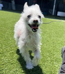 Shelter Stray Male Dog last seen Apt 45,8712 N Magnolia Avenue, Santee, CA, 92071, El Cajon, CA 92020, USA