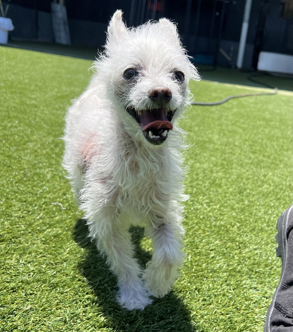 Shelter Stray Male Dog last seen Apt 45,8712 N Magnolia Avenue, Santee, CA, 92071, El Cajon, CA 92020, USA