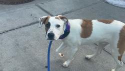 Shelter Stray Male Dog last seen Near Laconia Avenue, BRONX, NY, 10466, 326 E 110th St, New York, NY 10029, USA