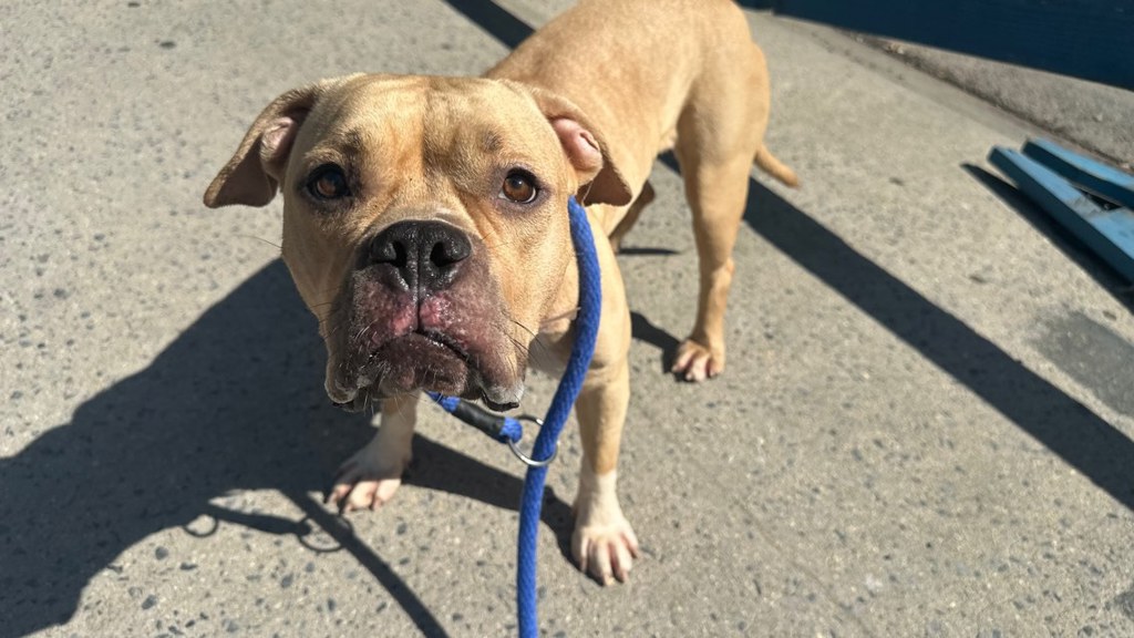 Shelter Stray Female Dog last seen Near Kingsbridge Terrace, BRONX, NY, 10463, 326 E 110th St, New York, NY 10029, USA