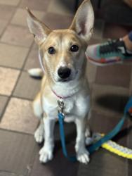 Shelter Stray Female Dog last seen Near Manida, BRONX, NY, 10474, 326 E 110th St, New York, NY 10029, USA