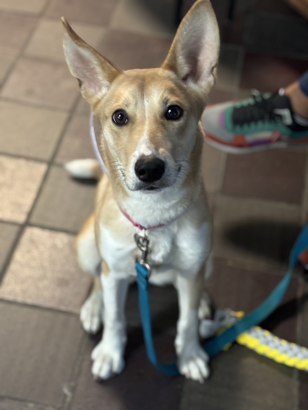 Shelter Stray Female Dog last seen Near Manida, BRONX, NY, 10474, 326 E 110th St, New York, NY 10029, USA