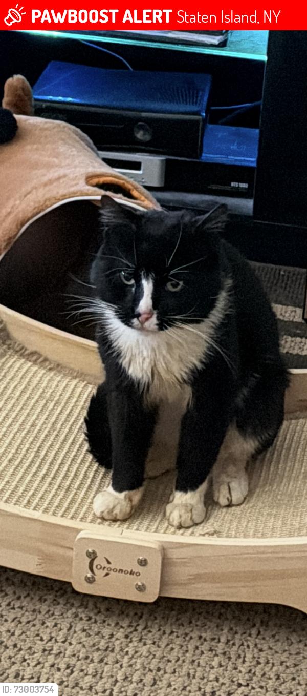Lost Male Cat last seen Near Surfside plaza of Sprague Ave in Staten Island, NY 10307, Staten Island, NY 10307