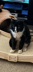 Lost Male Cat last seen Near Surfside plaza of Sprague Ave in Staten Island, NY 10307, Staten Island, NY 10307