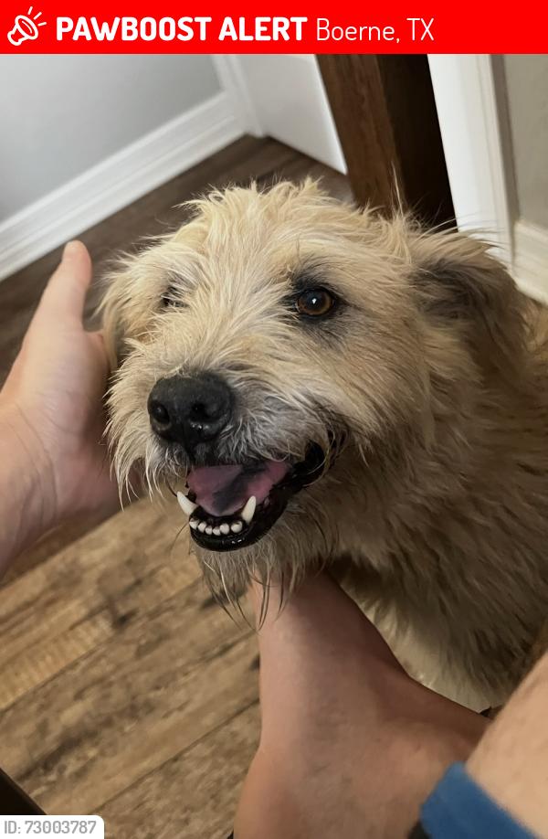 Lost Male Dog last seen Boerne Stage rd and dos Ferris dr , Boerne, TX 78006