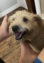 Lost Male Dog last seen Boerne Stage rd and dos Ferris dr , Boerne, TX 78006