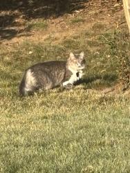 Found/Stray Unknown Cat last seen Northgreen and Lafoy, Huntersville, NC 28078