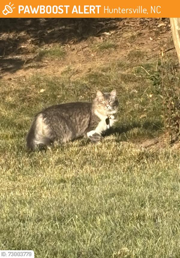 Found/Stray Unknown Cat last seen Northgreen and Lafoy, Huntersville, NC 28078
