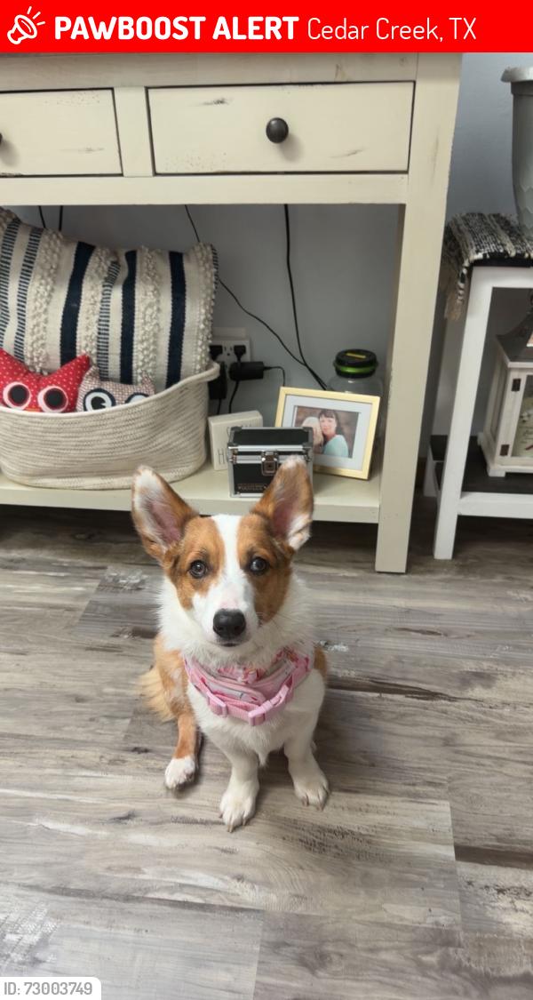 Lost Female Dog last seen Erskine Durant , Cedar Creek, TX 78612