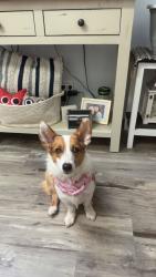 Lost Female Dog last seen Erskine Durant , Cedar Creek, TX 78612