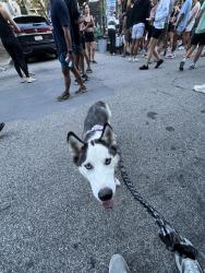 Lost Female Dog last seen Canterbury & Osborne’s , Los Angeles, CA 91331